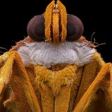 Mit ihrer weißen Halskrause und ihrer stocksteifen Pose könnte diese Motte geradewegs dem Porträt eines flämischen Malers entstiegen sein. Fotograf Raghuram Annadana lichtete das Exemplar der Art Botyodes asialis im indischen Regenwald ab. So prächtig die erwachsenen Falter, so unscheinbar sind die Rauben. Ein grün-braunes Muster mit dunklen Sprengseln soll sie vor den Augen ihrer Feinde verbergen.