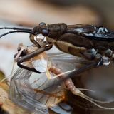 Ausgewachsene Eintagsfliegen haben nur ein Ziel auf Erden. Sie schlüpfen, sie pflanzen sich fort, sie sterben. Zum Fressen haben sie weder die Zeit noch die körperlichen Fähigkeiten, Mundwerkzeuge und Darm sind verkümmert. So können sie höchstens anderen Tieren als Mahl dienen. Diese Eintagsfliege ist in den Fängen eines Wasserläufers gelandet, der sie nun mit Appetit verspeist.