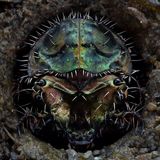 Ausgewachsene Sandlaufkäfer sind flinke Läufer und Flugkünstler. Die Larven verfolgen eine andere Strategie. Sie graben eine Röhre in den Erdboden und halten an deren Eingang reglos Ausschau nach kleinen Insekten. Sobald ein geeignetes Opfer ins Blickfeld ihrer sechs kleinen Äuglein gerät, schnellen sie hervor und zerren ihre Beute in die Tiefe. Widerhaken an ihrem Körper verhindern, dass sie bei dem Kampf auf Leben und Tod selbst aus ihrem Tunnel gezerrt werden.