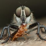 Furchteinflößende Räuber gibt es in der Welt der Insekten viele. Diese kleine Trockenholztermite ist einer Raubfliege in die Mundwerkzeuge gefallen, die ihren Leichnam nun mit ihrer Stechborste aussaugt wie mit einem Strohhalm. Verdauungssekrete im Speichel haben das Innenleben der Termine bereits verflüssigt.