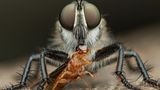 Furchteinflößende Räuber gibt es in der Welt der Insekten viele. Diese kleine Trockenholztermite ist einer Raubfliege in die Mundwerkzeuge gefallen, die ihren Leichnam nun mit ihrer Stechborste aussaugt wie mit einem Strohhalm. Verdauungssekrete im Speichel haben das Innenleben der Termine bereits verflüssigt.