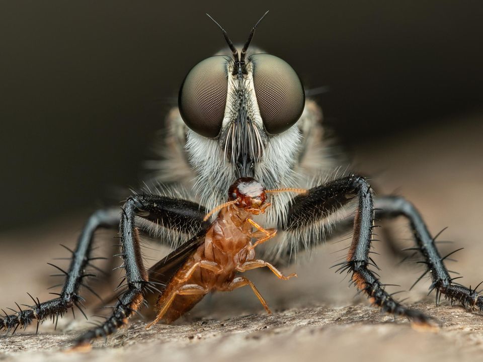 Fotowettbewerb: Die spektakulärsten Bilder aus der Welt der Insekten ...
