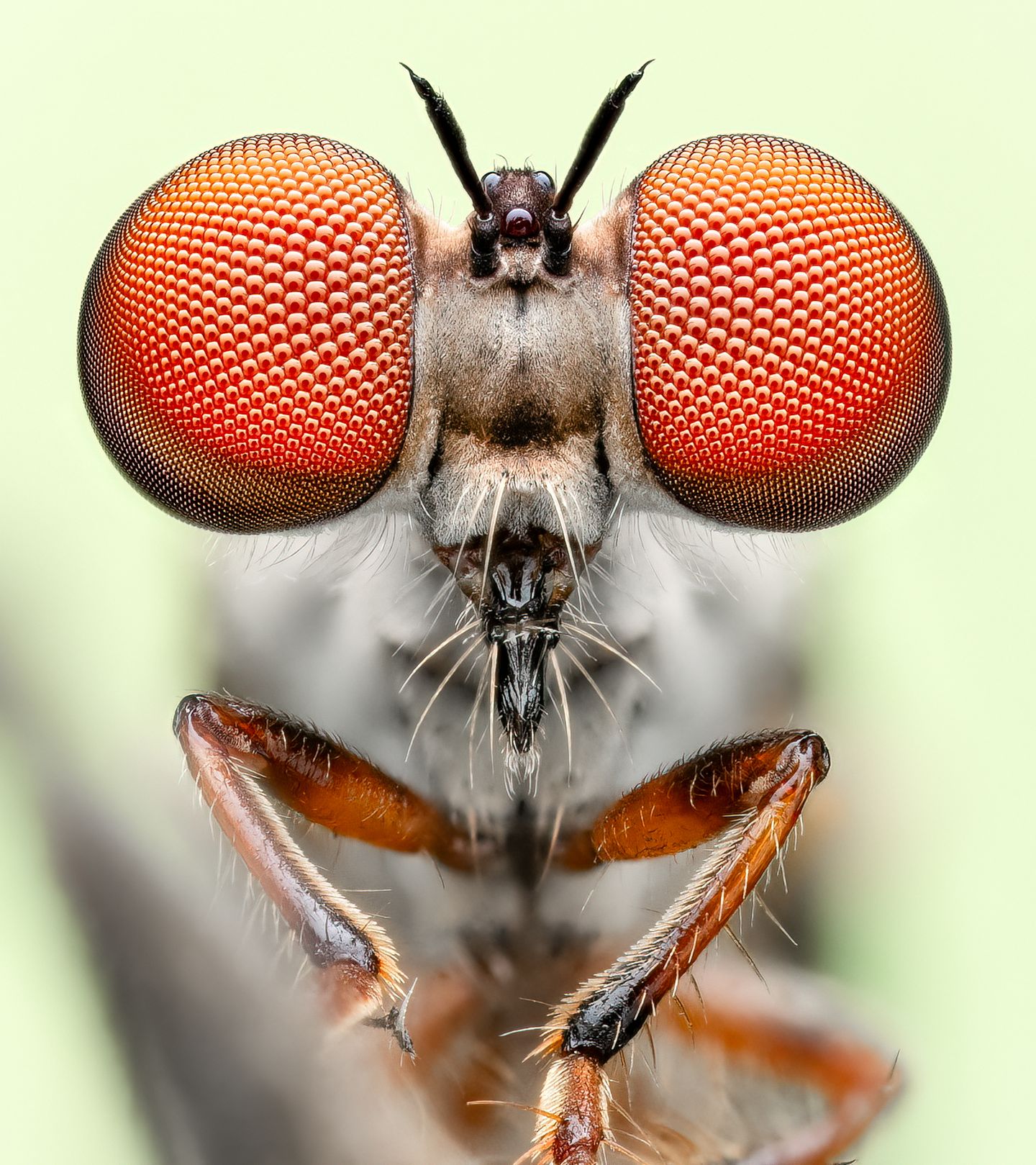 Die Raubfliege Holcocephala fusca ist kleiner als ein Reiskorn, aber eine blitzschnelle und treffsichere Jägerin. Ihre großen Facettenaugen erreichen eine erstaunliche Tiefenschärfe. Hier steht die Fliege selbst im Fokus: Der Fotograf Benjamin Salb gewann 2024 mit seiner gestochen scharfen Aufnahme des Winzlings den Fotowettbewerb der britischen Royal Entomological Society. Salb sagt, er liebe die Herausforderungen, vor welche die Raubfliegen ihn beim Fotografieren stellen: "Sie sind lächerlich klein und flatterhaft."