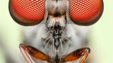 Die Raubfliege Holcocephala fusca ist kleiner als ein Reiskorn, aber eine blitzschnelle und treffsichere Jägerin. Ihre großen Facettenaugen erreichen eine erstaunliche Tiefenschärfe. Hier steht die Fliege selbst im Fokus: Der Fotograf Benjamin Salb gewann 2024 mit seiner gestochen scharfen Aufnahme des Winzlings den Fotowettbewerb der britischen Royal Entomological Society. Salb sagt, er liebe die Herausforderungen, vor welche die Raubfliegen ihn beim Fotografieren stellen: "Sie sind lächerlich klein und flatterhaft."