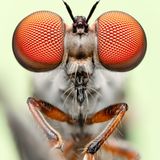 Die Raubfliege Holcocephala fusca ist kleiner als ein Reiskorn, aber eine blitzschnelle und treffsichere Jägerin. Ihre großen Facettenaugen erreichen eine erstaunliche Tiefenschärfe. Hier steht die Fliege selbst im Fokus: Der Fotograf Benjamin Salb gewann 2024 mit seiner gestochen scharfen Aufnahme des Winzlings den Fotowettbewerb der britischen Royal Entomological Society. Salb sagt, er liebe die Herausforderungen, vor welche die Raubfliegen ihn beim Fotografieren stellen: "Sie sind lächerlich klein und flatterhaft."
