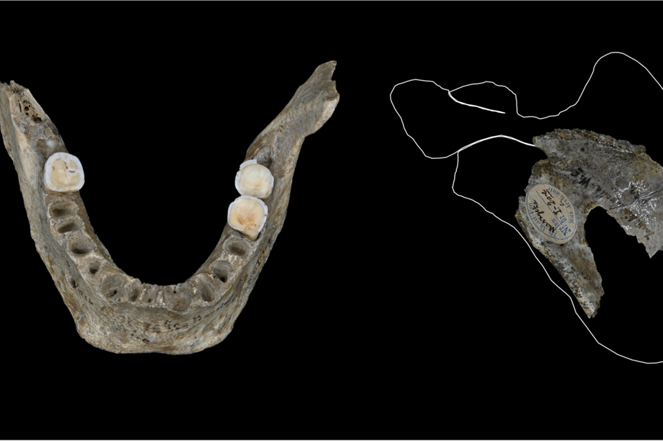 Menschliche Überreste aus der Maszycka-Höhle 1.8541