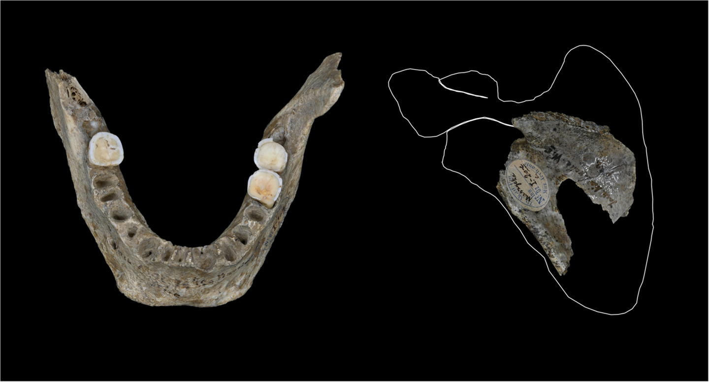 Menschliche Überreste aus der Maszycka-Höhle