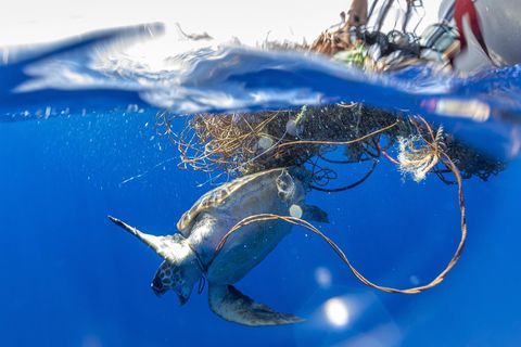 Unechte Karettschildkroete, Unechte Karette Caretta caretta, gefangen in einem frei schwebenden Geisternetz, Azoren