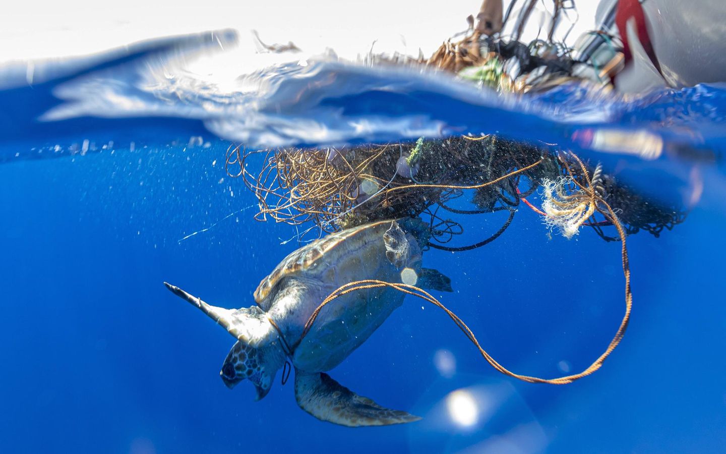 Unechte Karettschildkroete, Unechte Karette Caretta caretta, gefangen in einem frei schwebenden Geisternetz, Azoren