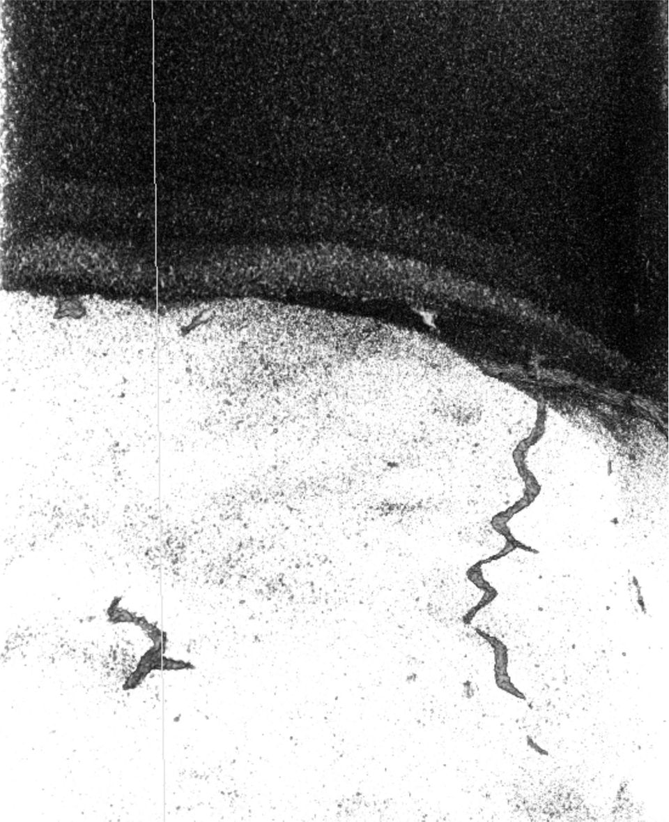 Das Abbild korkenzieherartiger Gyrolithes-Spurenfossilien: Bei solchen, etwa einen Millimeter durchmessenden Strukturen handelt es sich um Höhlen, die von wurmartigen Tiefseebewohnern angelegt und später mit Pyritmineral gefüllt wurden