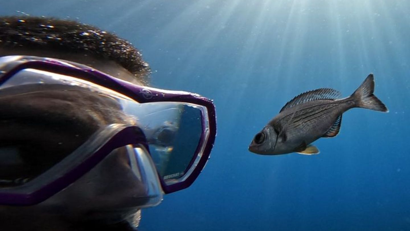 Gibt es Leckereien zu holen, folgen manche Fische Tauchern hartnäckig. Foto: -/Maëlan Tomasek/dpa