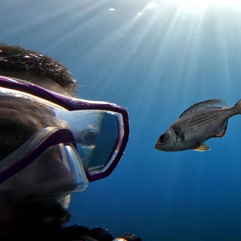 Gibt es Leckereien zu holen, folgen manche Fische Tauchern hartnäckig. Foto: -/Maëlan Tomasek/dpa
