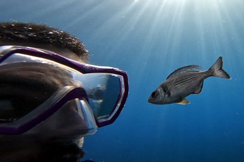 Gibt es Leckereien zu holen, folgen manche Fische Tauchern hartnäckig. Foto: -/Maëlan Tomasek/dpa