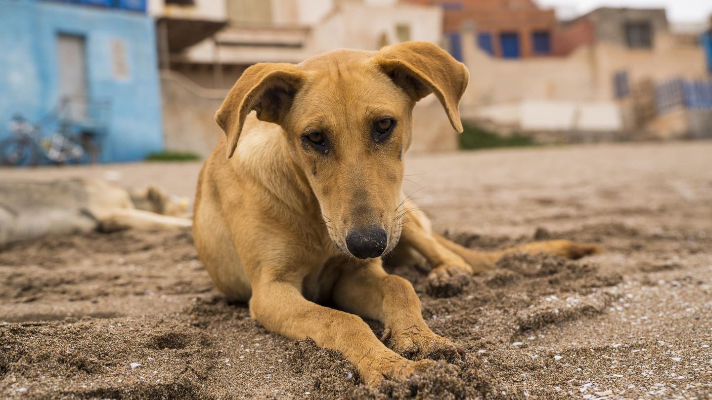 Straßenhund am Strand: Berichten zufolge will Marokko sein Imageproblem auf die brutale Art lösen