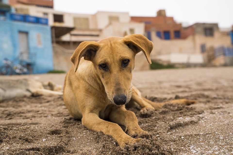 Straßenhund am Strand: Berichten zufolge will Marokko sein Imageproblem auf die brutale Art lösen 1.4993