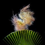 Auf den ersten Blick ist nicht leicht zu erkennen, um was es sich hier handelt: um eine Haarige Garnele (Phycocaris simulans), perfekt in Szene gesetzt in der Secret Bay, Anilao, Philippinen. 