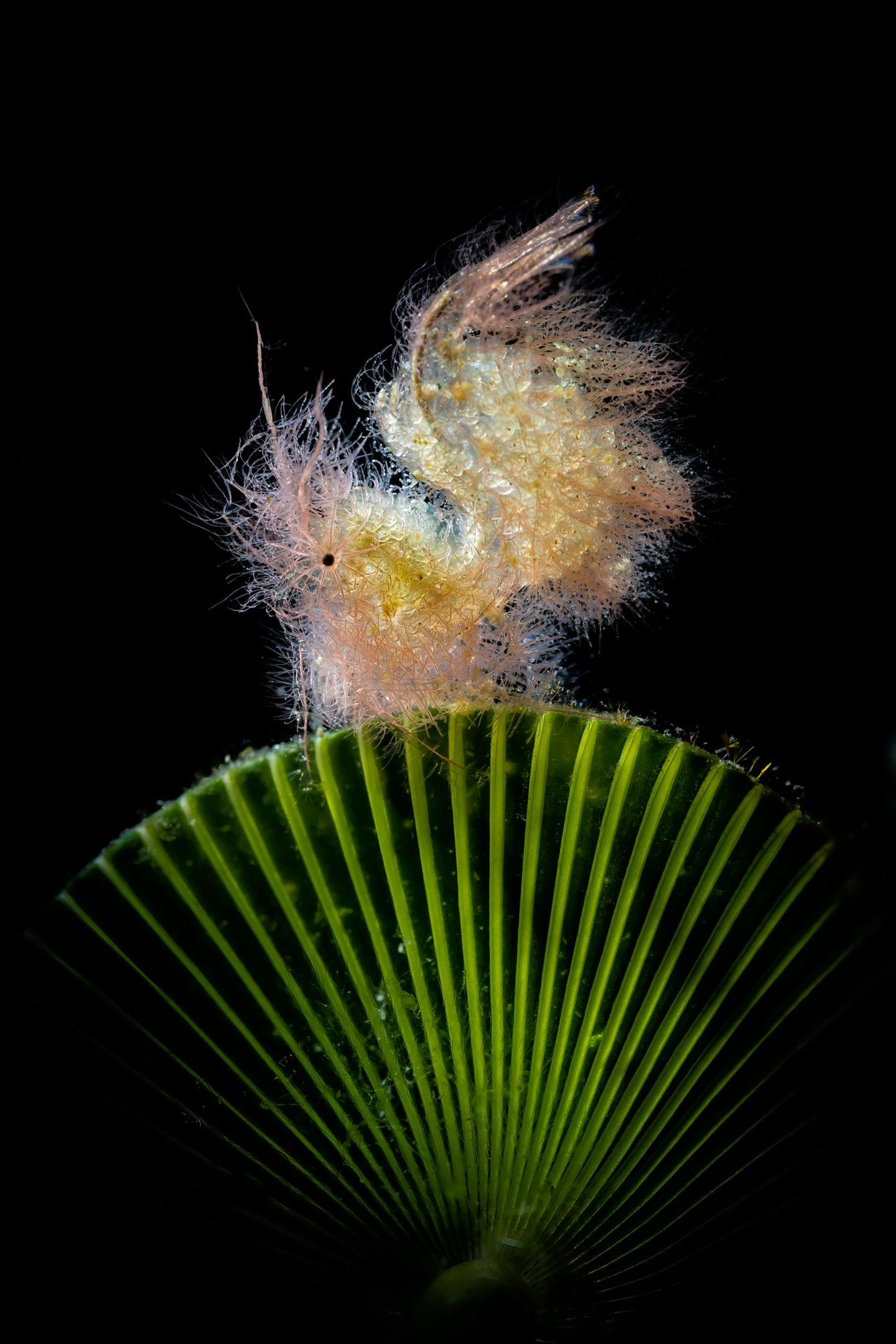 Auf den ersten Blick ist nicht leicht zu erkennen, um was es sich hier handelt: um eine Haarige Garnele (Phycocaris simulans), perfekt in Szene gesetzt in der Secret Bay, Anilao, Philippinen. 
