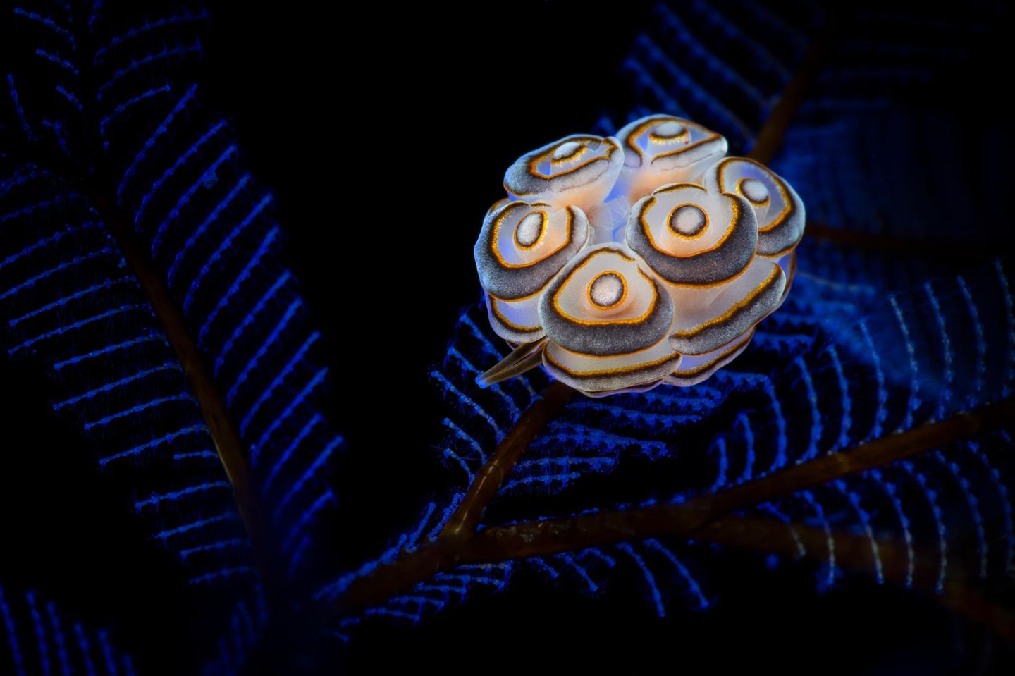 Bali, Indonesien: Die Nacktschnecke Doto greenamyeri wird umgangssprachlich oft als Donut-Nacktschnecke bezeichnet. Dass das Tier weitaus ästhetischer ist, als sein Spitzname vermuten lässt, beweist dieses Foto.