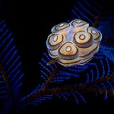 Bali, Indonesien: Die Nacktschnecke Doto greenamyeri wird umgangssprachlich oft als Donut-Nacktschnecke bezeichnet. Dass das Tier weitaus ästhetischer ist, als sein Spitzname vermuten lässt, beweist dieses Foto.