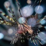 In der Straße von Lembeh, Indonesien, entdeckte der Fotograf diesen Pazifischen Rotfeuerfisch, auf einer Tischkoralle in knapp zehn Meter Tiefe. Die unscharfen Punkte sind ein Schwarm kleiner silbriger Fische, die den extrem giftigen Feuerfisch umgaben.