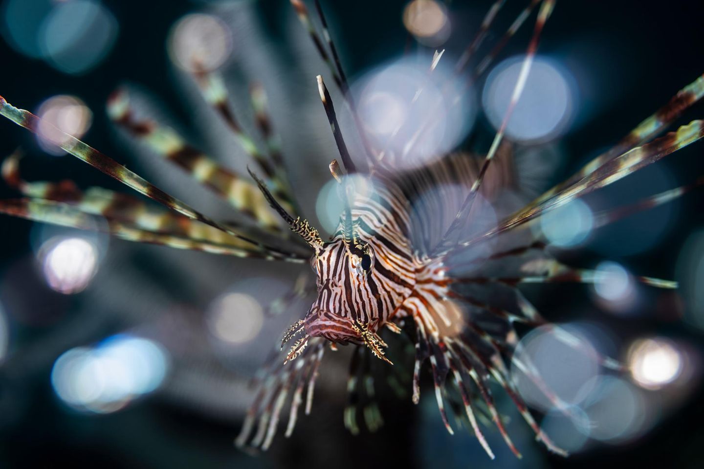In der Straße von Lembeh, Indonesien, entdeckte der Fotograf diesen Pazifischen Rotfeuerfisch, auf einer Tischkoralle in knapp zehn Meter Tiefe. Die unscharfen Punkte sind ein Schwarm kleiner silbriger Fische, die den extrem giftigen Feuerfisch umgaben.