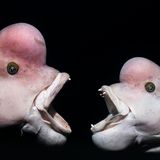 Niigata, Japan: Die Männchen des Asiatischen Schafkopf-Lippfisches (Semicossyphus reticulatus) sind unverwechselbar. Während der Balz kommt es unter den bis zu ein Meter langen Rivalen oft zu heftigen Kämpfen.