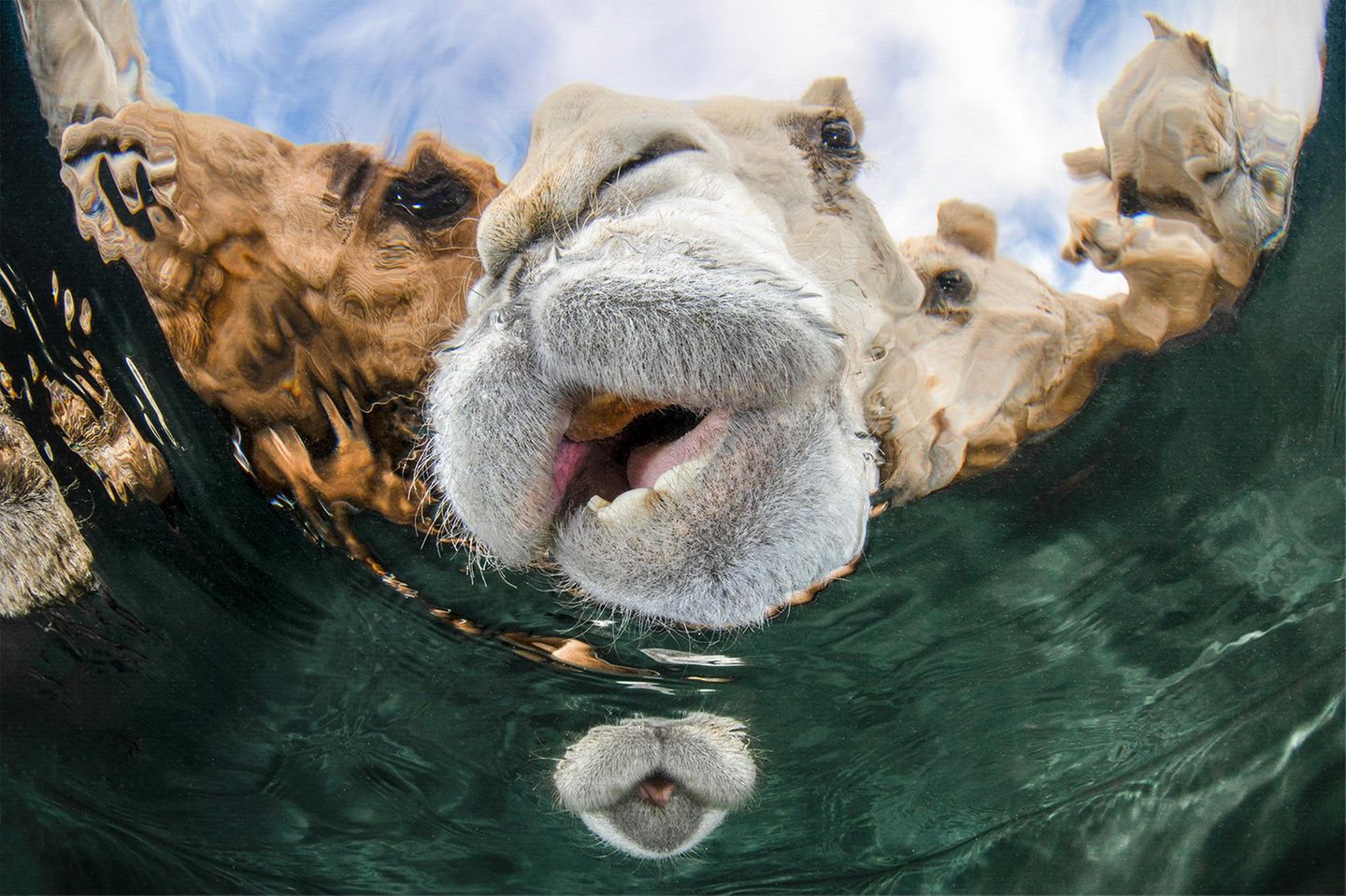 In der Al-Wafra-Wüste in Kuwait fotografierte Abdulaziz Al Saleh Kamele beim Trinken –aus der Unterwasser-Perspektive.