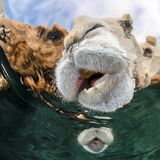 In der Al-Wafra-Wüste in Kuwait fotografierte Abdulaziz Al Saleh Kamele beim Trinken –aus der Unterwasser-Perspektive.