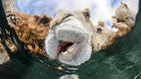 In der Al-Wafra-Wüste in Kuwait fotografierte Abdulaziz Al Saleh Kamele beim Trinken –aus der Unterwasser-Perspektive.