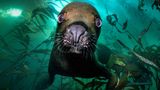 Die riesigen Seetangwälder der Falkland-Inseln sind die Heimat unzähliger Wasserlebewesen. Zu denen auch diese neugierige Mähnenrobbe (Otaria flavescens) gehört.