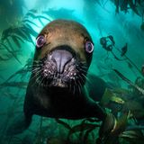 Die riesigen Seetangwälder der Falkland-Inseln sind die Heimat unzähliger Wasserlebewesen. Zu denen auch diese neugierige Mähnenrobbe (Otaria flavescens) gehört.