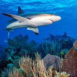 Jardines de la Reina ist seit 1996 ein kubanischer Meeresnationalpark. Die Fischerei und die Besucherzahlen sind beschränkt, und der Riffarchipel ist für seine unberührten Korallen und seinen Artenreichtum bekannt. Karibische Riffhaie (Carcharhinus perezii) können bis zu drei Meter lang werden.