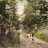 Gemäß dem Gründungsmythos des Kasuga-Taisha-Schreins ritt die Shinto-Gottheit Takemikazuchi auf einem weißen Hirsch bis zum Gipfel des nahe gelegenen Bergs Mikasa. Die zahlreichen Hirsche, die im umliegenden Wald und Park leben, werden bis heute mit dieser Geschichte in Verbindung gebracht. Sie gelten traditionell als Götterboten und wurden im Kasuga-Park so sehr verehrt, dass die Tötung eines Hirschs bis 1868 mit dem Tod bestraft wurde. 