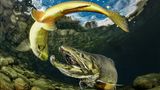 Schwungvolles Miteinander: Im österreichischen Grüblsee, auf einer Höhe von 1160 Metern, begegnen sich eine Forelle und ein Lachs.