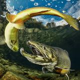 Schwungvolles Miteinander: Im österreichischen Grüblsee, auf einer Höhe von 1160 Metern, begegnen sich eine Forelle und ein Lachs.