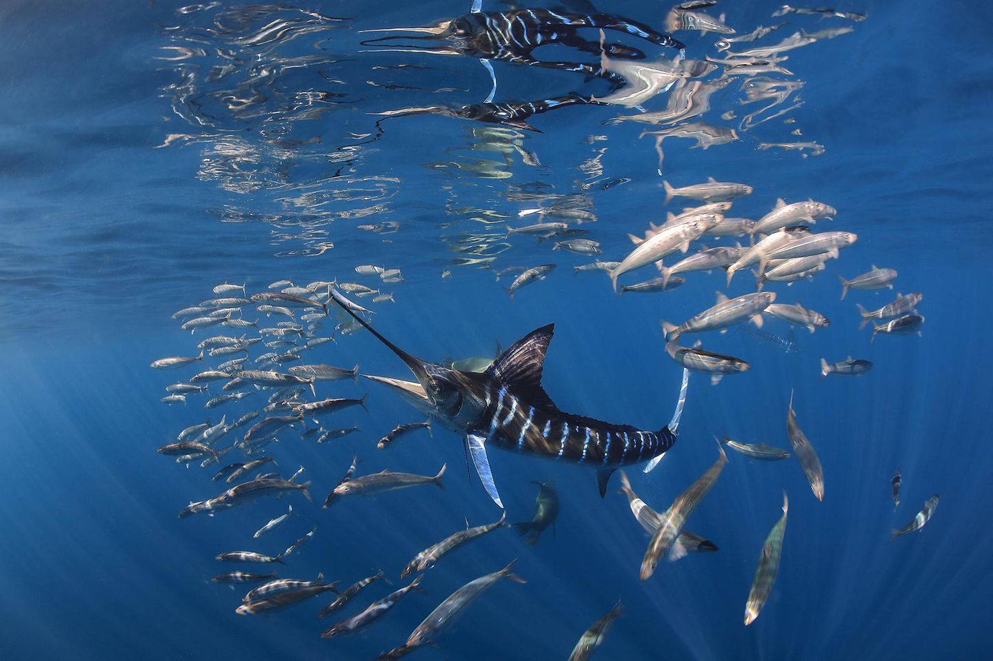 Baja Californina, Mexiko: In der Magdalena-Bucht jagt ein Blauer Marlin Makrelen. Eine besondere Herausforderung beim Fotografieren ist die enorme Geschwindigkeit der jagenden und der fliehenden Tiere.