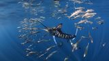 Baja Californina, Mexiko: In der Magdalena-Bucht jagt ein Blauer Marlin Makrelen. Eine besondere Herausforderung beim Fotografieren ist die enorme Geschwindigkeit der jagenden und der fliehenden Tiere.