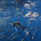 Baja Californina, Mexiko: In der Magdalena-Bucht jagt ein Blauer Marlin Makrelen. Eine besondere Herausforderung beim Fotografieren ist die enorme Geschwindigkeit der jagenden und der fliehenden Tiere.