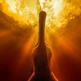 Manaus, Brasilien: Ein Amazonas-Flussdelfin zeigt sich in ungewöhnlichem Blickwinkel. "Ich wollte deutlich machen, dass die Tiere unter dem Blätterdach des Waldes in einem Wasser leben, das die Farbe von Coca-Cola hat", schreibt der Fotograf zu seinem Bild. 