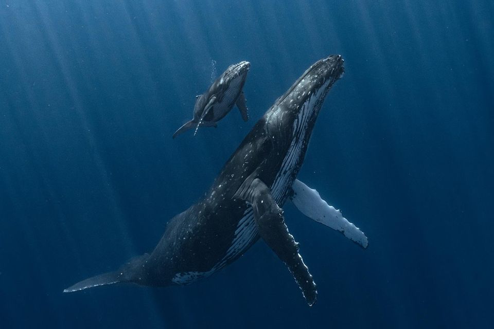 Französisch-Polynesien: Am frühen Morgen begleitet eine Buckelwalmutter ihr Kalb zum Atmen an die Wasseroberfläche. Für den Fotografen vermittelt das Bild "sowohl die Zerbrechlichkeit als auch die Schönheit unserer Ozeane. Und es zeigt eine der erstaunlichen Spezies, mit der wir unseren Planeten teilen". 0.7998