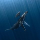 Französisch-Polynesien: Am frühen Morgen begleitet eine Buckelwalmutter ihr Kalb zum Atmen an die Wasseroberfläche. Für den Fotografen vermittelt das Bild "sowohl die Zerbrechlichkeit als auch die Schönheit unserer Ozeane. Und es zeigt eine der erstaunlichen Spezies, mit der wir unseren Planeten teilen".