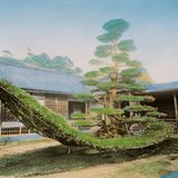 Seit dem 14. Jahrhundert steht im Garten von Kinkaku-ji, einem buddhistischen Tempel im Nordwesten der Stadt Kyoto, eine Kiefer in der Form eines Segelbootes.