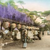 Der Kameido-Tenjin-Schrein wird auch als "Blumenschrein" bezeichnet. Im Spätwinter leuchtet er im Rosa der Pflaumenbäume und im Frühjahr schmücken ihn die bekannten violetten Glyzinien, die in vielen Kunstwerken abgebildet werden. Der Schrein ist dem Politiker Sugawara-no-Michizane aus dem neunten Jahrhundert gewidmet, der heute als Gott der Gelehrsamkeit gilt. Studierende begannen deshalb, dorthin zu pilgern und darum zu beten, dass sie ihre Prüfungen bestehen werden. Genau wie die dekorative Blumenpracht besteht diese Tradition auch heute noch. 