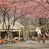 Seit seiner Gründung im Jahr 1873 ist der Ueno-Park ein beliebtes Ziel für Tokioter und Touristen glechermaßen. Neben der Kirschblüte bot der Park damals ganzjährig verschiedene Attraktionen, darunter eine Pferderennbahn, zahlreiche Ausstellungen und einen Zoo. 