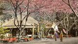 Seit seiner Gründung im Jahr 1873 ist der Ueno-Park ein beliebtes Ziel für Tokioter und Touristen glechermaßen. Neben der Kirschblüte bot der Park damals ganzjährig verschiedene Attraktionen, darunter eine Pferderennbahn, zahlreiche Ausstellungen und einen Zoo. 