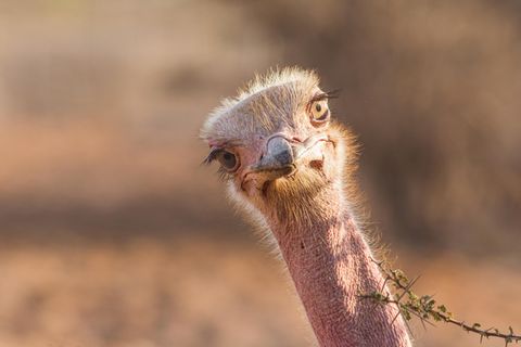 Portrait eines Nandus