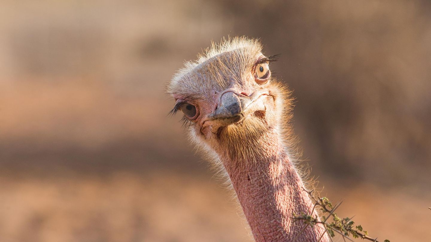 Tierische-Intelligenz-Untersch-tzt-und-ignoriert-Laufv-gel-sind-doch-keine-Spatzenhirne