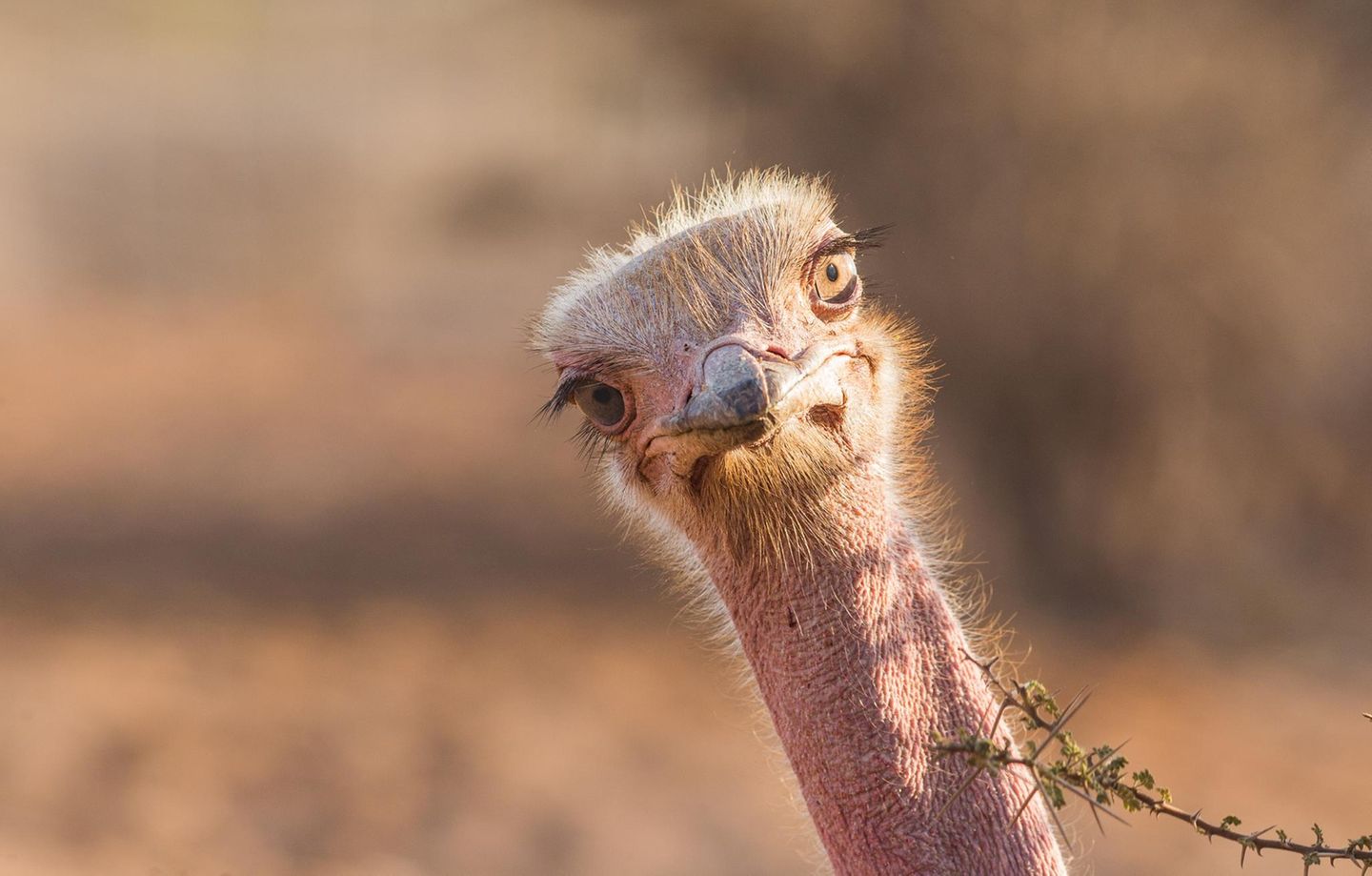 Portrait eines Nandus