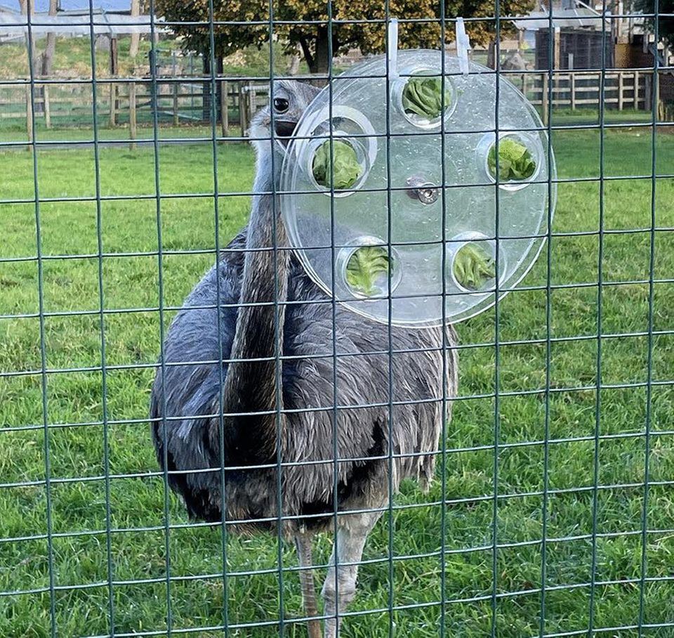 Tierische Intelligenz: Glücksrad für Vögel: Der Nandu hat die vordere Scheibe so weit gedreht, dass er sich ein Salatblatt aus der dahinter liegenden Futterkammer holen kann Glücksrad für Vögel: Der Nandu hat die vordere Scheibe so weit gedreht, dass er sich ein Salatblatt aus der dahinter liegenden Futterkammer holen kann