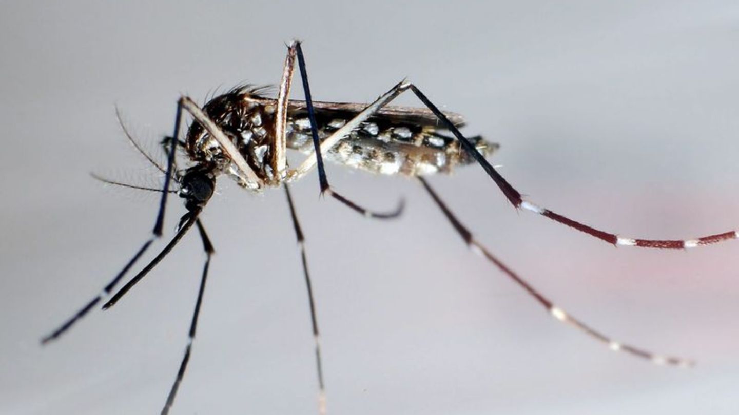 Kampf gegen Dengue-Fieber: Philippinische Gemeinde setzt Kopfgeld auf Moskitos aus